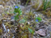 Veronica verna 3, Kleine ereprijs, Saxifraga-Ed Stikvoort