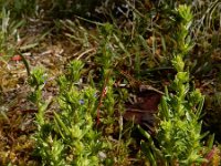 Veronica verna 5, Kleine ereprijs, Saxifraga-Ed Stikvoort