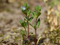 Veronica verna 7, Kleine ereprijs, Saxifraga-Sonja Bouwman  925. Kleine ereprijs - Veronica verna - Plantaginaceae familie (i)