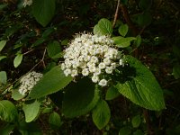 Viburnum lantana 18, Wollige sneeuwbal, Saxifraga-Ed Stikvoort