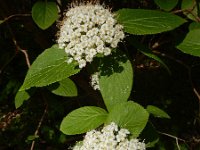 Viburnum lantana 20, Wollige sneeuwbal, Saxifraga-Ed Stikvoort