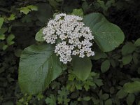 Viburnum lantana 21, Wollige sneeuwbal, Saxifraga-Ed Stikvoort