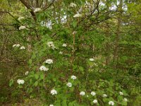 Viburnum lantana 23, Wollige sneeuwbal, Saxifraga-Ed Stikvoort