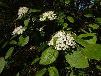 Viburnum lantana 24, Wollige sneeuwbal, Saxifraga-Ed Stikvoort