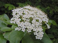 Viburnum lantana 25, Wollige sneeuwbal, Saxifraga-Ed Stikvoort