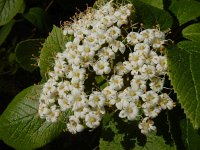 Viburnum lantana 26, Wollige sneeuwbal, Saxifraga-Ed Stikvoort