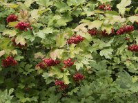 Viburnum opulus 35, Gelderse roos, Saxifraga-Willem van Kruijsbergen