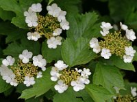 Viburnum opulus 37, Gelderse roos, Saxifraga-Tom Heijnen