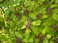 Viburnum tinus 20, Saxifraga-Hans Grotenhuis