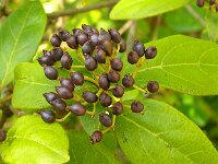 Viburnum tinus 21, Saxifraga-Hans Grotenhuis