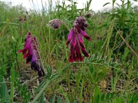 Vicia benghalensis 13, Saxifraga-Hans Grotenhuis