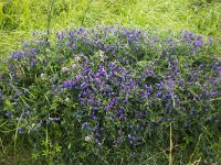 Bush vetch  Vicia sepium : blue, bush vetch, climbing, flora, floral, flower, flowers, many, plant, plants, vascular, Vicia sepium, winding