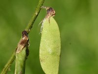 Vicia cracca 28, Vogelwikke, Saxifraga-Sonja Bouwman