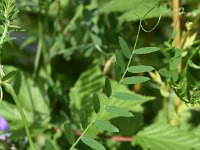 Vicia cracca 29, Vogelwikke, Saxifraga-Sonja Bouwman