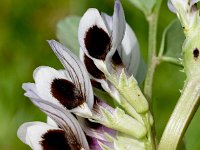 Vicia faba 10, Saxifraga-Sonja Bouwman  Tuinboon - Vicia faba - Fabaceae familie