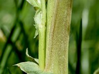 Vicia faba 12, Saxifraga-Sonja Bouwman  Tuinboon - Vicia faba - Fabaceae familie