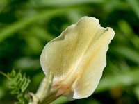 Vicia grandiflora 12, Grote wikke, Saxifraga-Sonja Bouwman  1087. Grote wikke - Vicia grandiflora - Fabaceae familie (zw)