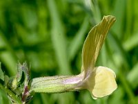 Vicia grandiflora 14, Grote wikke, Saxifraga-Sonja Bouwman  1087. Grote wikke - Vicia grandiflora - Fabaceae familie (zw)