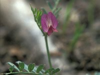 Vicia grandiflora 2, Grote wikke, Saxifraga-Jan van der Straaten