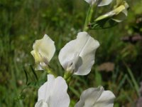 Vicia grandiflora 3, Grote wikke, Saxifraga-Jasenka Topic