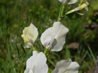 Vicia grandiflora 3, Saxifraga-Jasenka Topic