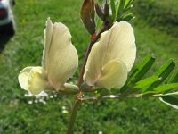 Vicia grandiflora 4, Grote wikke, Saxifraga-Jasenka Topic