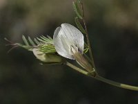 Vicia grandiflora 5, Grote wikke, Saxifraga-Willem van Kruijsbergen