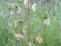 Vicia grandiflora 6, Grote wikke, Saxifraga-Rutger Barendse