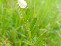 Vicia grandiflora 7, Grote wikke, Saxifraga-Rutger Barendse