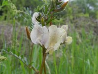 Vicia grandiflora 8, Grote wikke, Saxifraga-Rutger Barendse