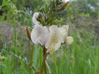 Vicia grandiflora 8, Saxifraga-Rutger Barendse