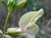 Vicia grandiflora 9, Grote wikke, Saxifraga-Rutger Barendse