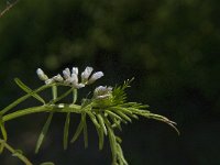 Vicia hirsuta 6, Ringelwikke, Saxifraga-Jan van der Straaten