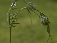 Vicia hirsuta 1, Ringelwikke, Saxifraga-Marijke Verhagen