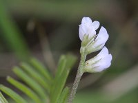 Vicia hirsuta 10, Ringelwikke, Saxifraga-Rutger Barendse