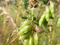 Vicia hirsuta 11, Ringelwikke, Saxifraga-Rutger Barendse