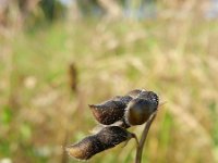 Vicia hirsuta 13, Ringelwikke, Saxifraga-Rutger Barendse