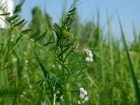 Vicia hirsuta 14, Ringelwikke, Saxifraga-Ed Stikvoort