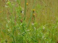 Vicia hirsuta 15, Ringelwikke, Saxifraga-Ed Stikvoort