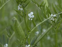 Vicia hirsuta 16, Ringelwikke, Saxifraga-Willem van Kruijsbergen