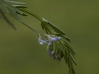 Vicia hirsuta 2, Ringelwikke, Saxifraga-Marijke Verhagen