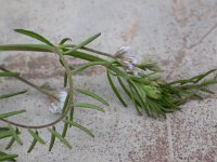 Vicia hirsuta 3, Ringelwikke, Saxifraga-Peter Meininger