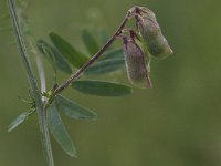 Vicia hirsuta 4, Ringelwikke, Saxifraga- Peter Meininger