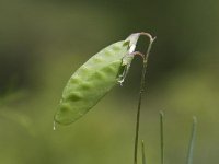 Vicia hirsuta 5, Ringelwikke, Saxifraga- Peter Meininger