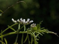 Vicia hirsuta 7, Ringelwikke, Saxifraga-Jan van der Straaten