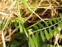 Vicia hirsuta 8, Ringelwikke, Saxifraga-Rutger Barendse