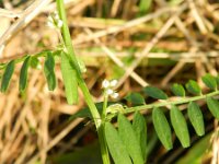 Vicia hirsuta 9, Ringelwikke, Saxifraga-Rutger Barendse