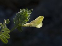 Vicia hybrida 11, Saxifraga-Willem van Kruijsbergen