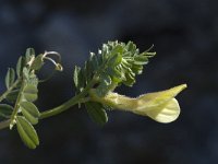 Vicia hybrida 12, Saxifraga-Willem van Kruijsbergen