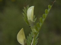 Vicia hybrida 16, Saxifraga-Jan van der Straaten